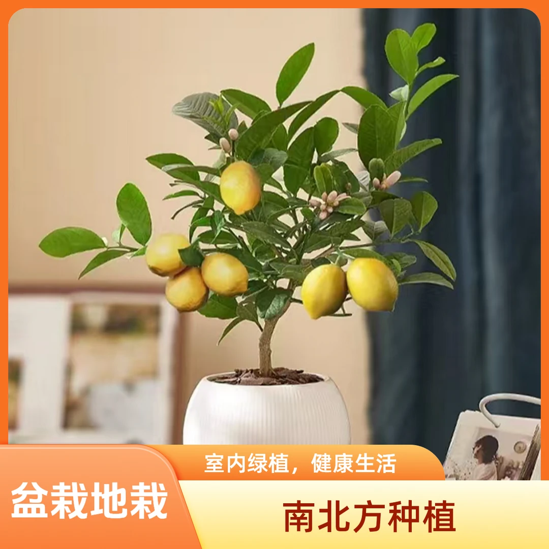 柠檬香水柠檬树苗盆栽地栽花果室内绿植阳台果树苗