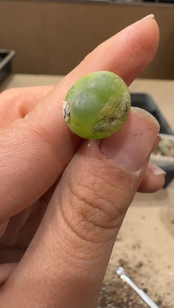 10-431多肉植物肉锥