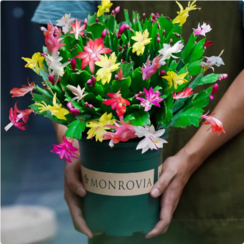 【带花苞】蟹爪兰多色花苗盆栽大苗带根室内阳台好养花卉四季开花