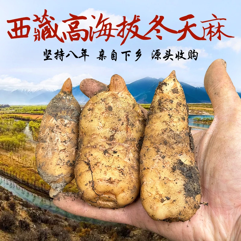 藏遇西藏冬天麻波密海拔2800米原始森林天麻干货无添加精选100克