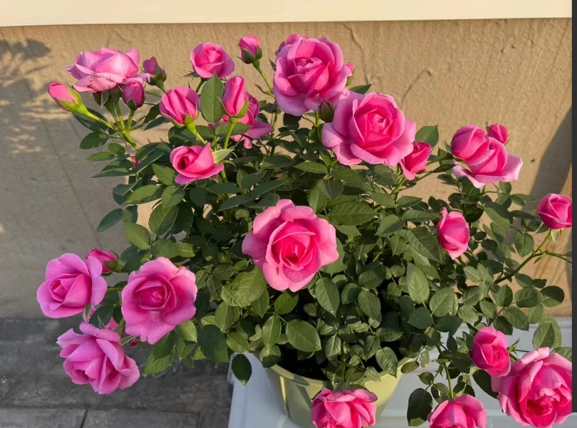 淑女中苗  四季灌木月季