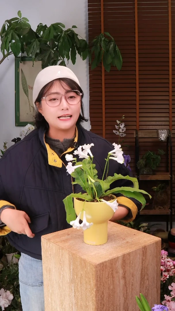 全部花朵 堇兰  带盆 种好发货 顺丰包邮 不包花损！