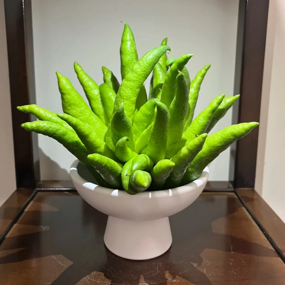 现摘新鲜佛手柑大果鲜果观赏可食用闻云南培清供天然香薰清香香薰