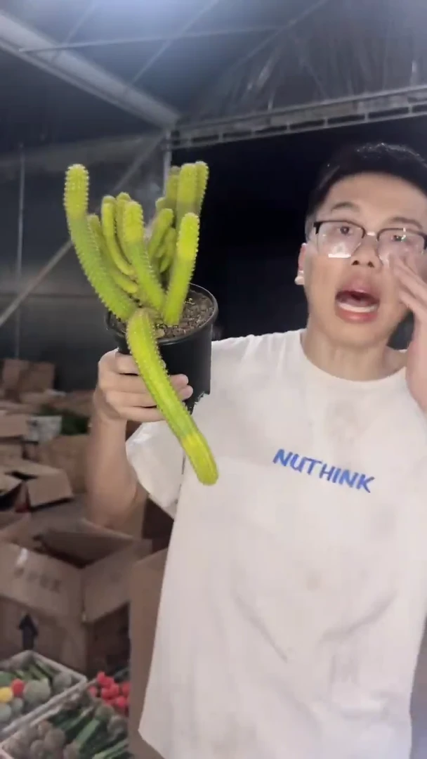 黄色羽毛 白檀【带根】