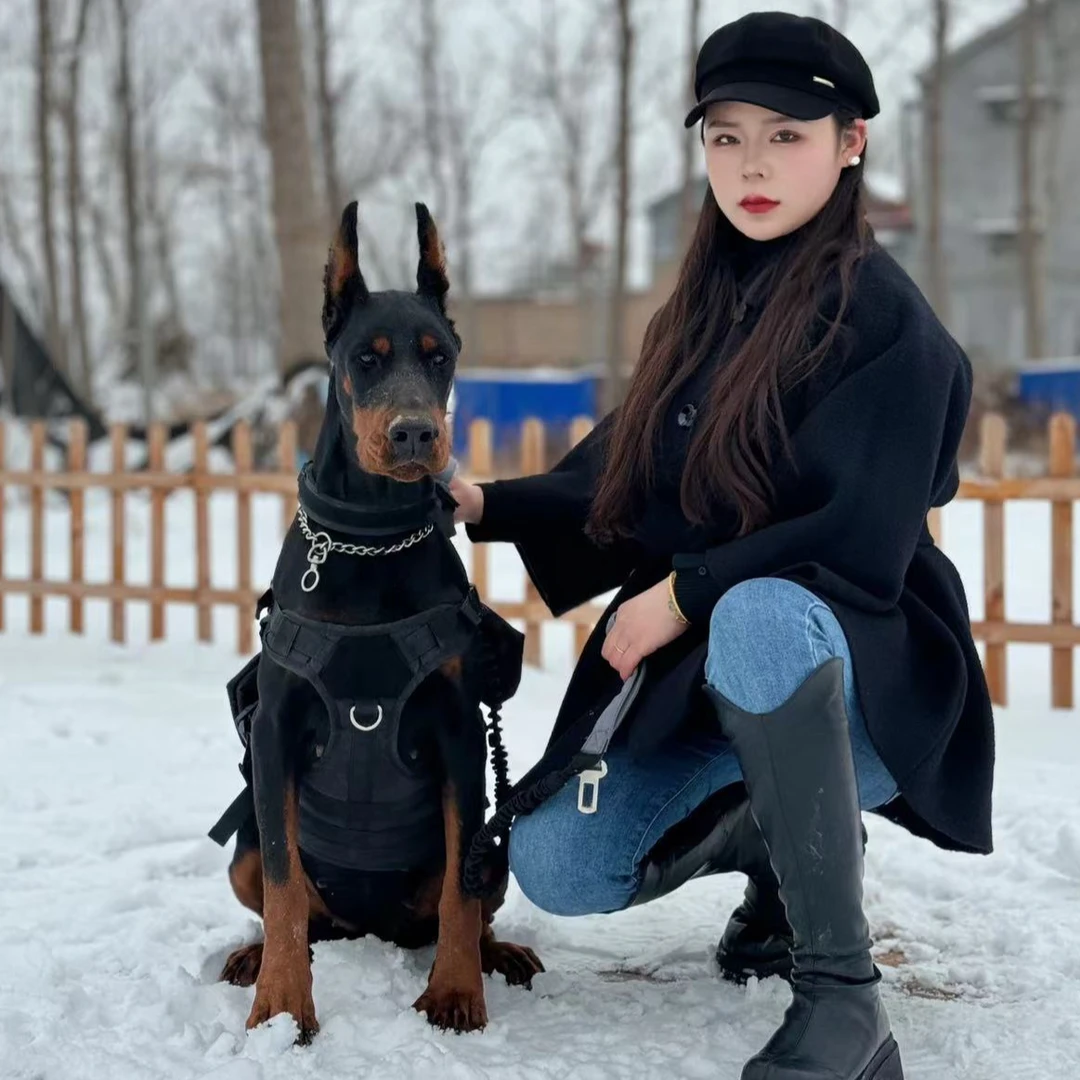 大圣杜宾宠物狗狗高级宠物伴侣犬大型犬宠物看家护院陪伴