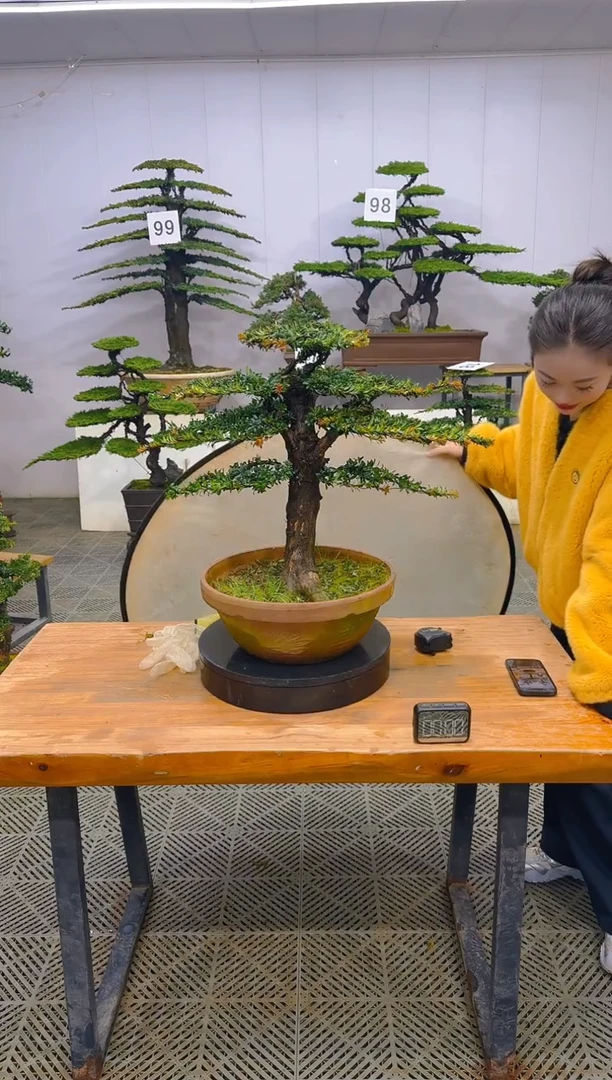 无花朵一物一拍一物一拍