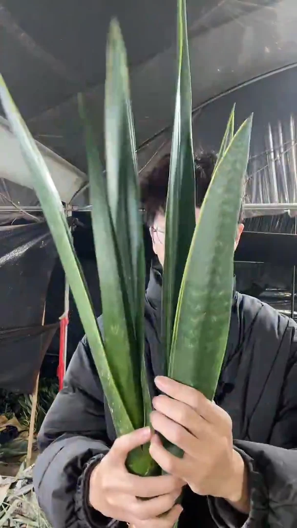 黑金裸根3棵28.8.