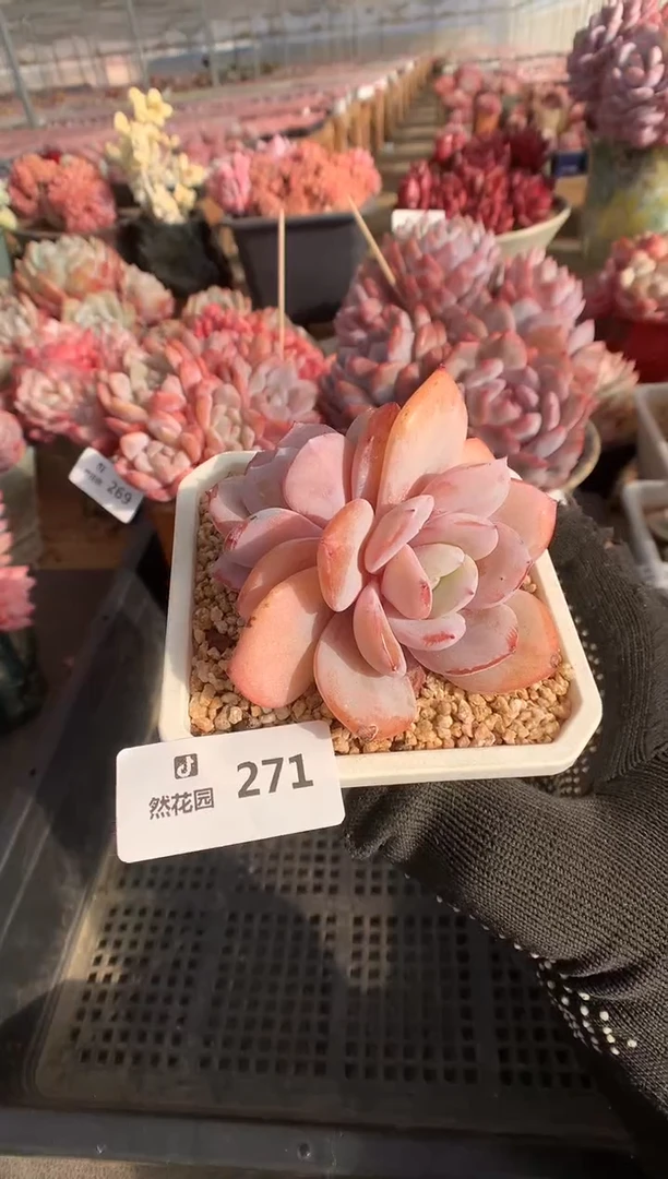 271奶茶多肉植物一物一拍