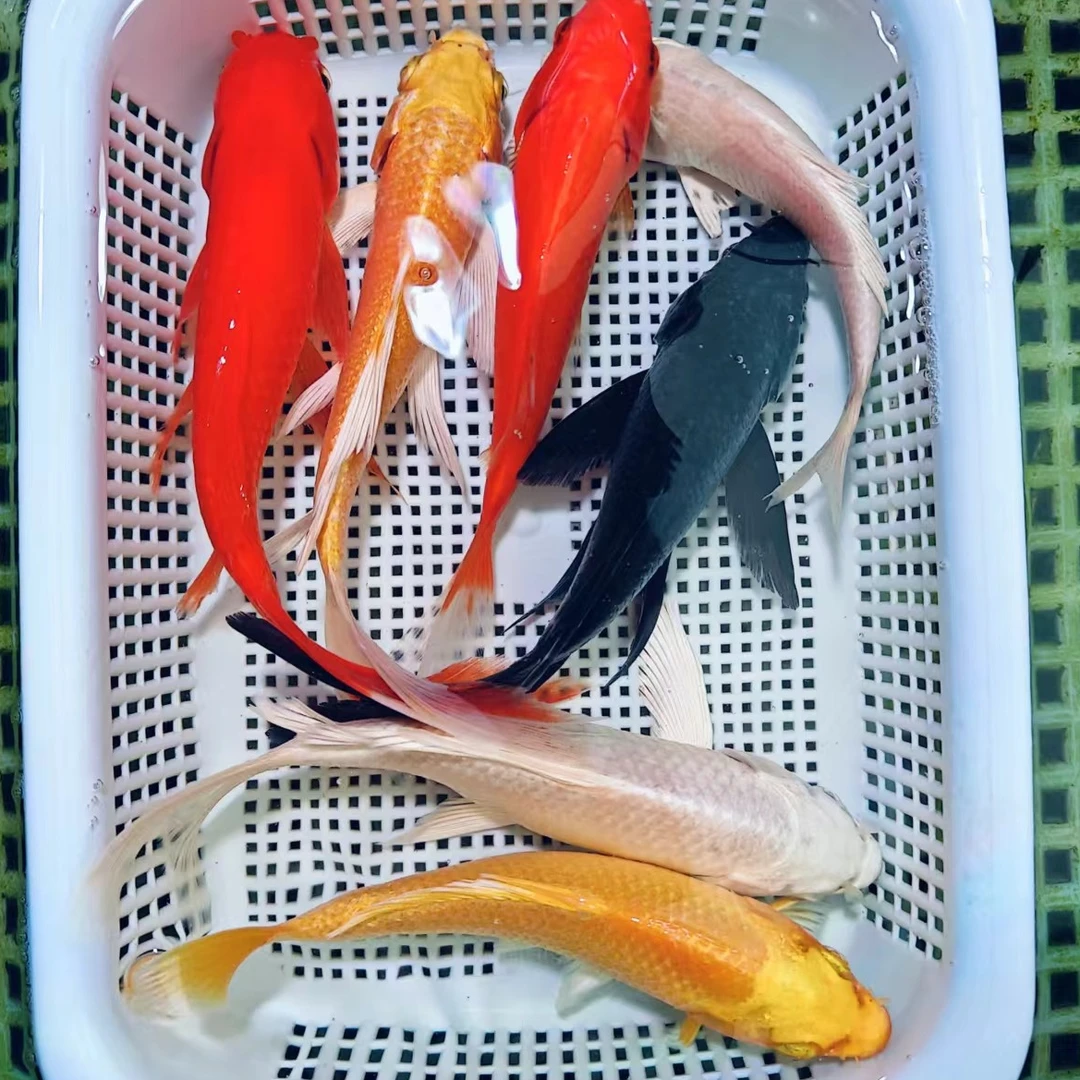 【 共7条】10-13cm 观赏鱼冷水鱼活体小鱼皮实耐活萌宠好物