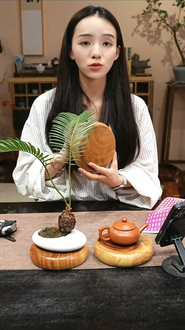 木香樟木香樟木原木切片底托微瑕52