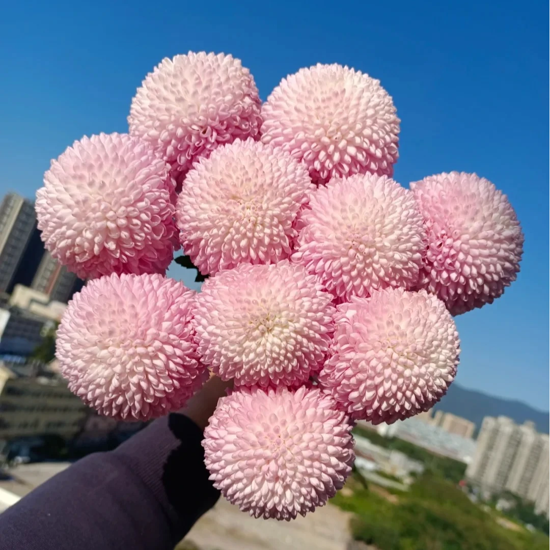 【粉色乒乓菊】云南基地现采现发 一单中通两单顺丰