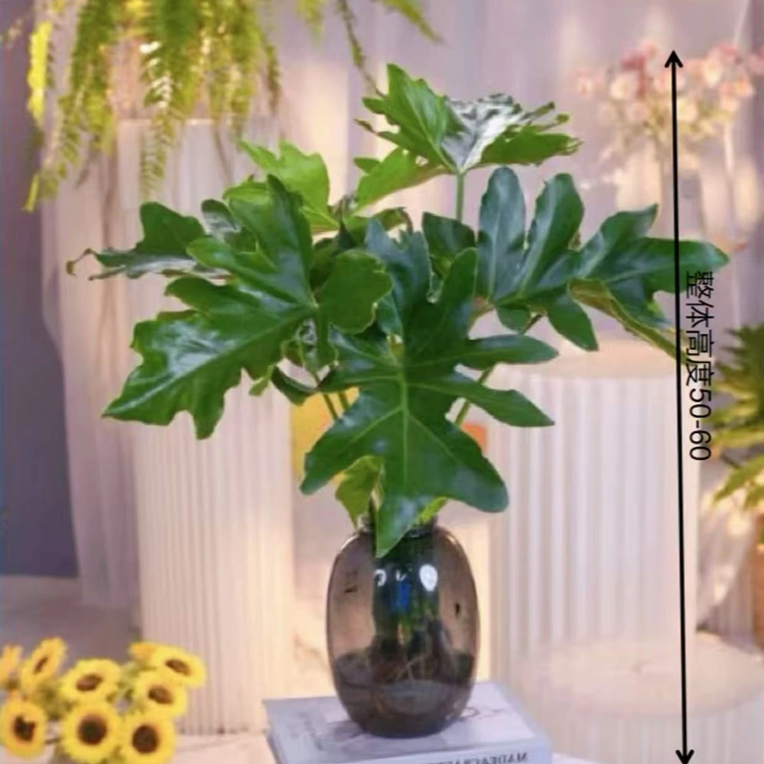 春羽水培2棵苗植物室内甲醛桌面水养好养净化空气办公室