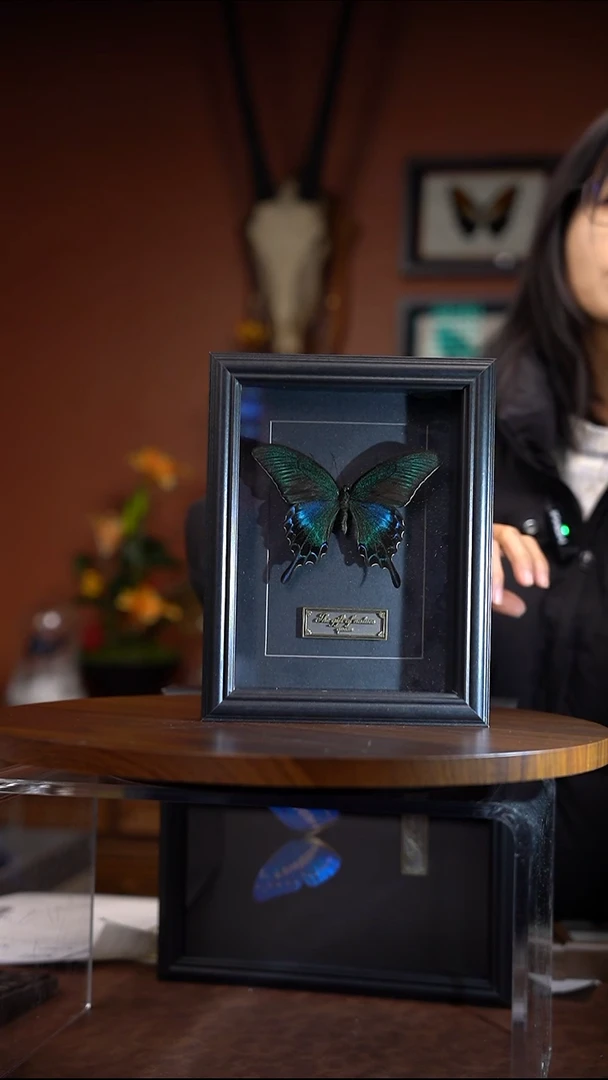 绿带翠凤蝶  夏  黑卡底 常规