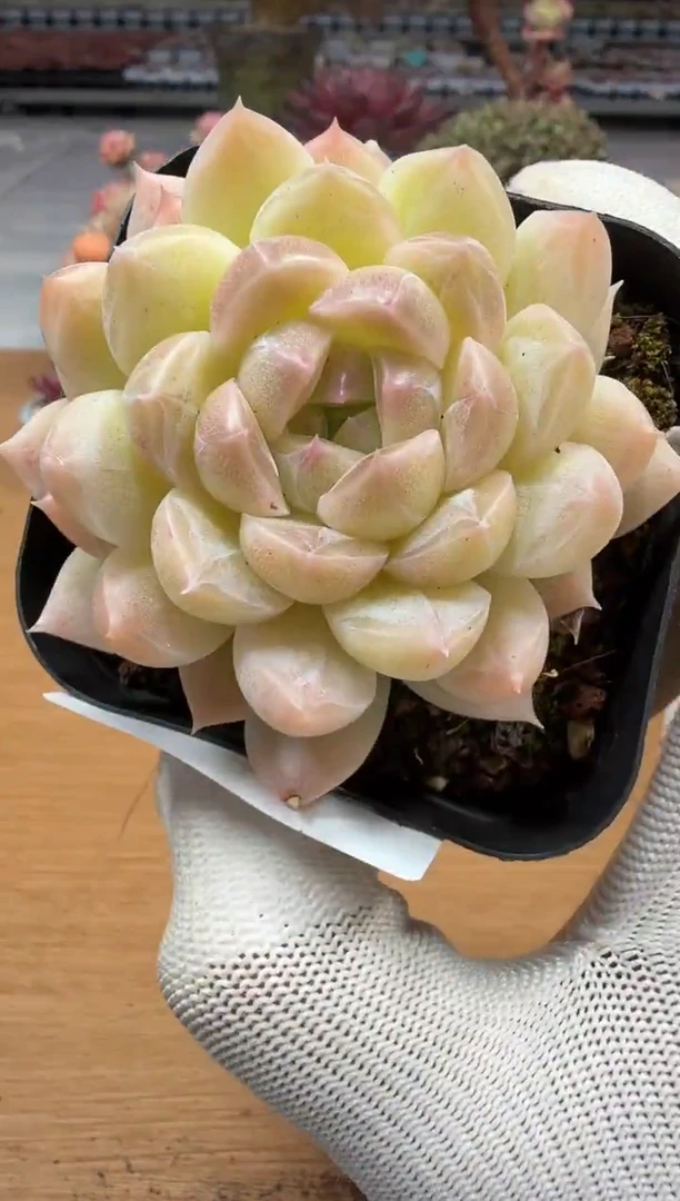 东云多肉园二店-278