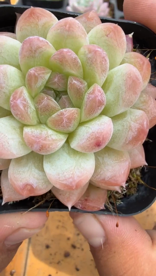 东云多肉二店-279