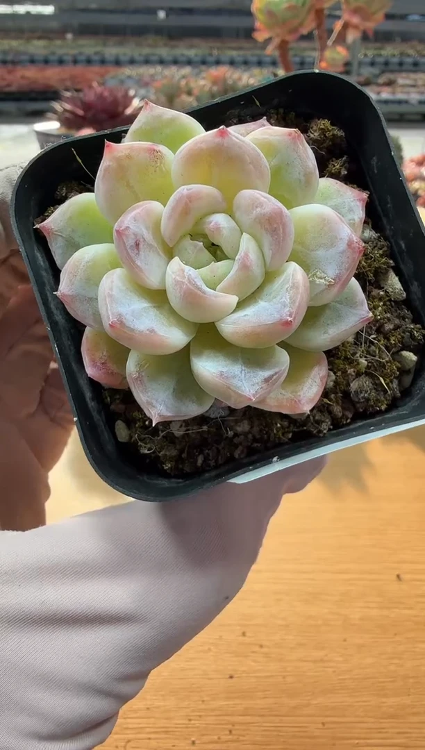 东云多肉园二店-31