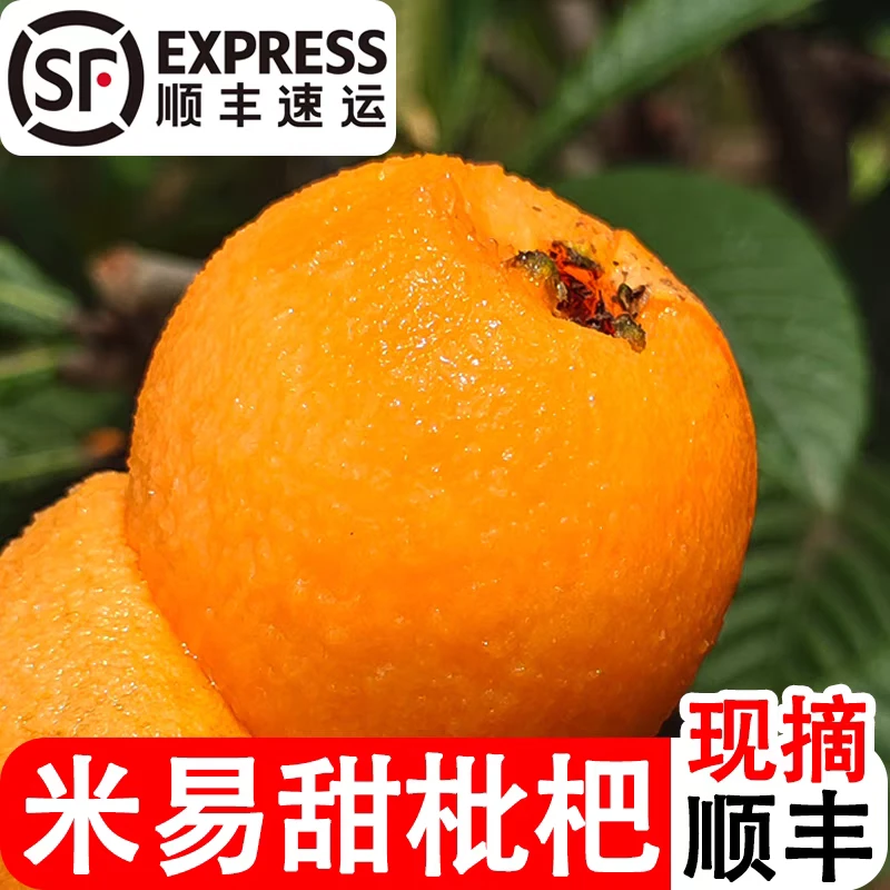 【顺丰包邮大果】四川米易高山枇杷五星早种孕妇水果超好吃现摘先发