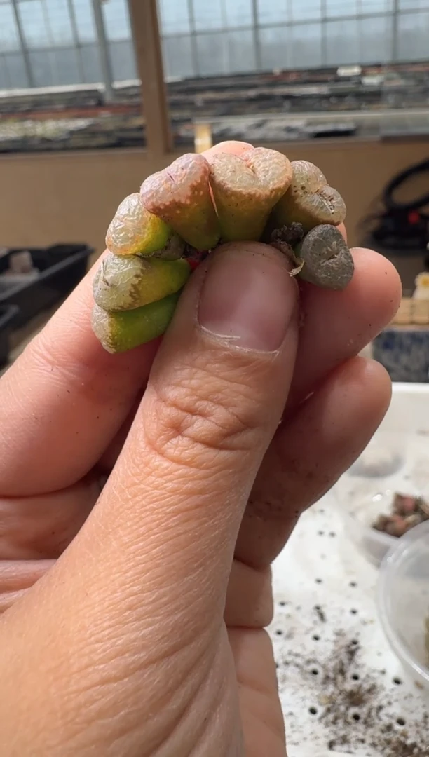 29-69多肉植物肉锥一颗