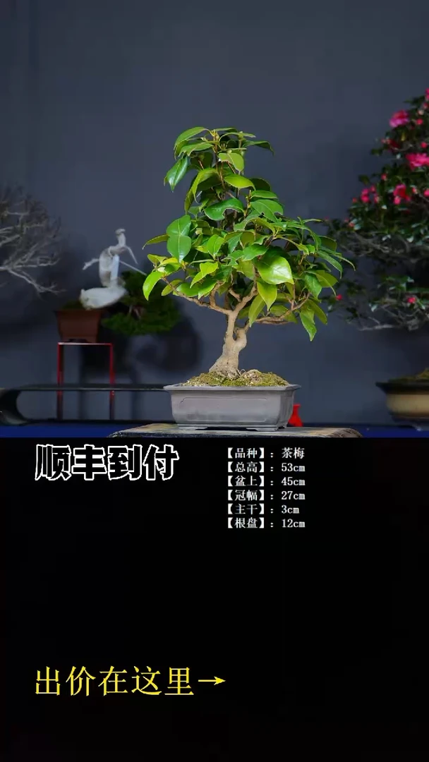 无花朵茶梅 不包邮