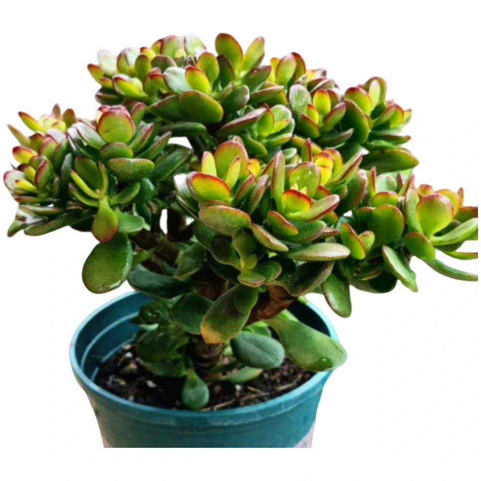 精品多肉   摇钱树