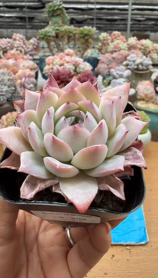 东云多肉园二店-302