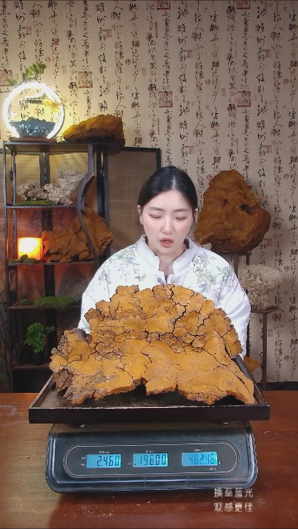 松针层孔菌中国大陆【藏区野生】松树桑黄（4.92斤）50-60年份