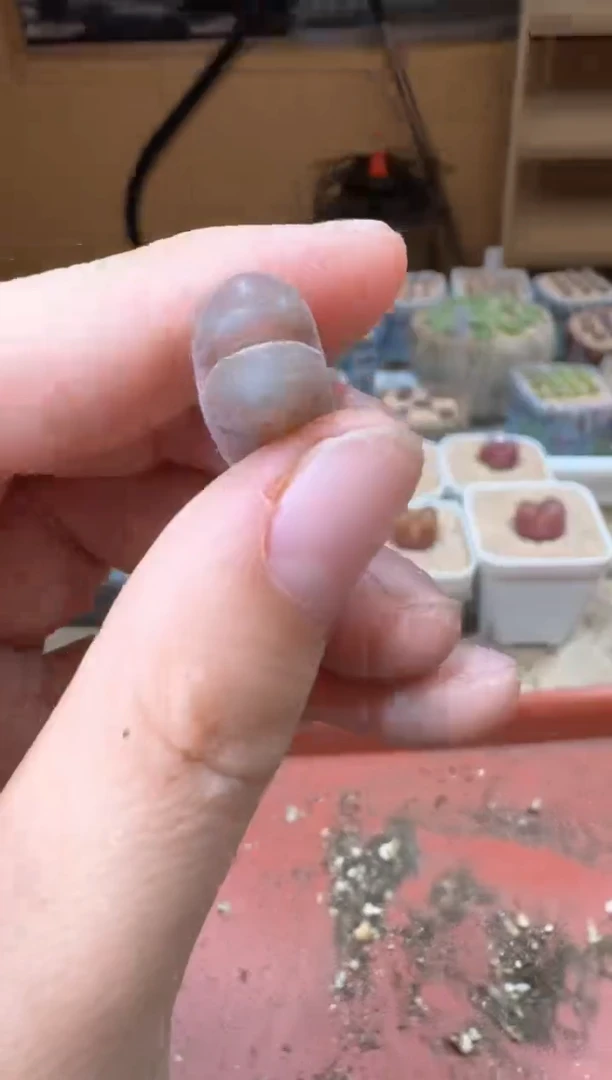 20-254多肉植物肉锥