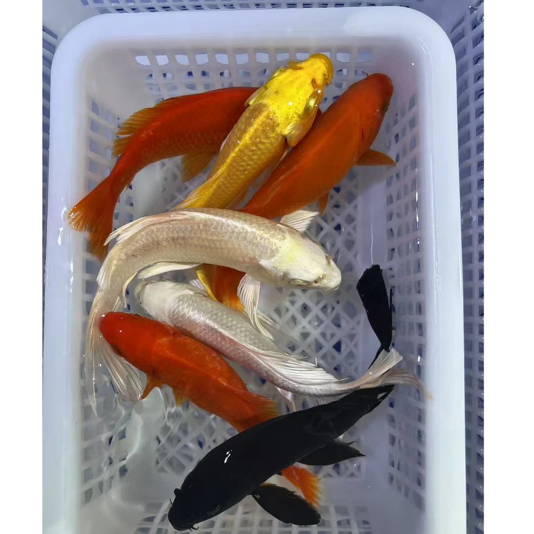 [10-12厘米3红2白1黄1黑共七条】七星高照观赏锦鲤鱼冷水鱼淡水