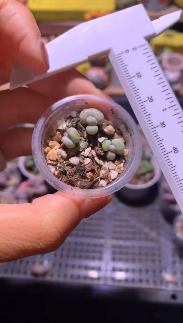 三颗小油煎，满28包邮，不满发一个叶片到付