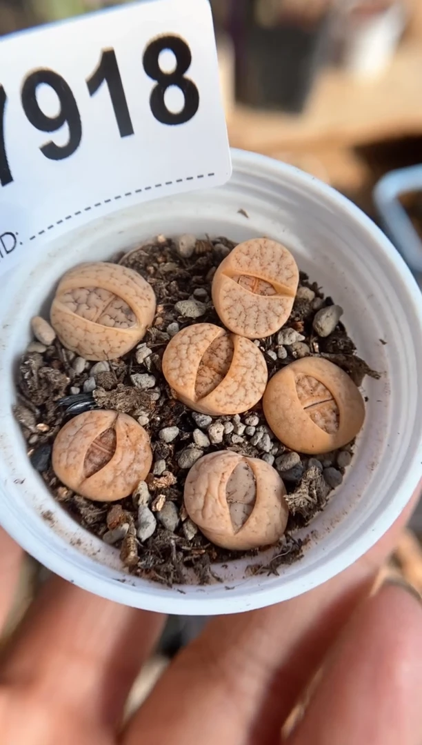 【闪购商品】7918直播一物一拍