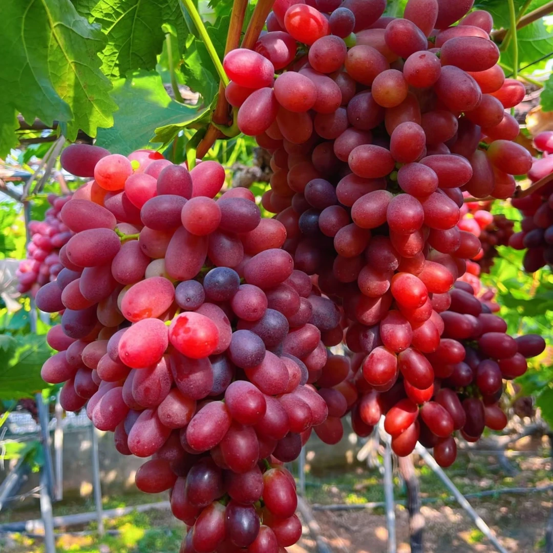新鲜克伦生无籽红提葡萄新鲜水果整串顺丰包邮