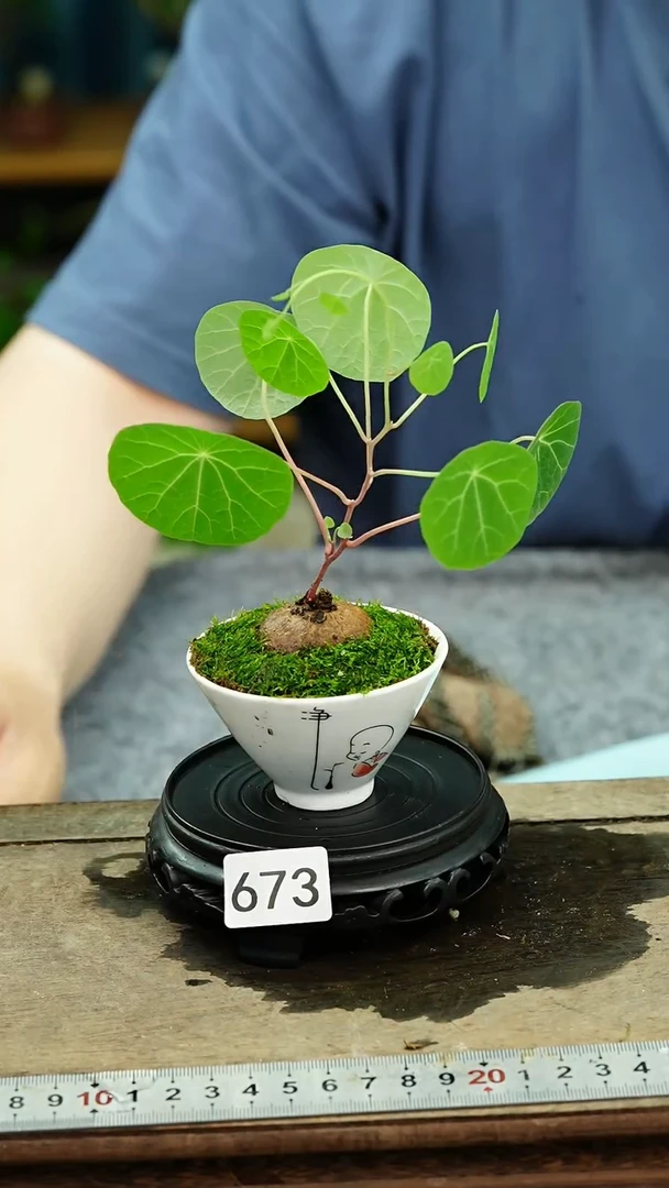 无花朵苔藓微景观673号