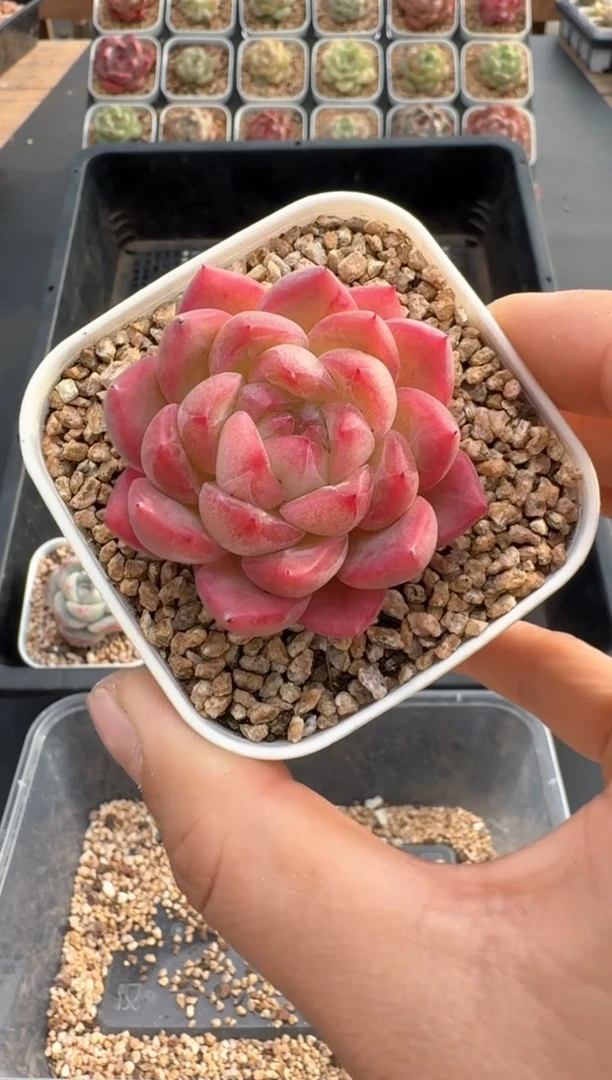 【闪购商品】535C物拍多肉带盆土6.5杯拍3颗包柚