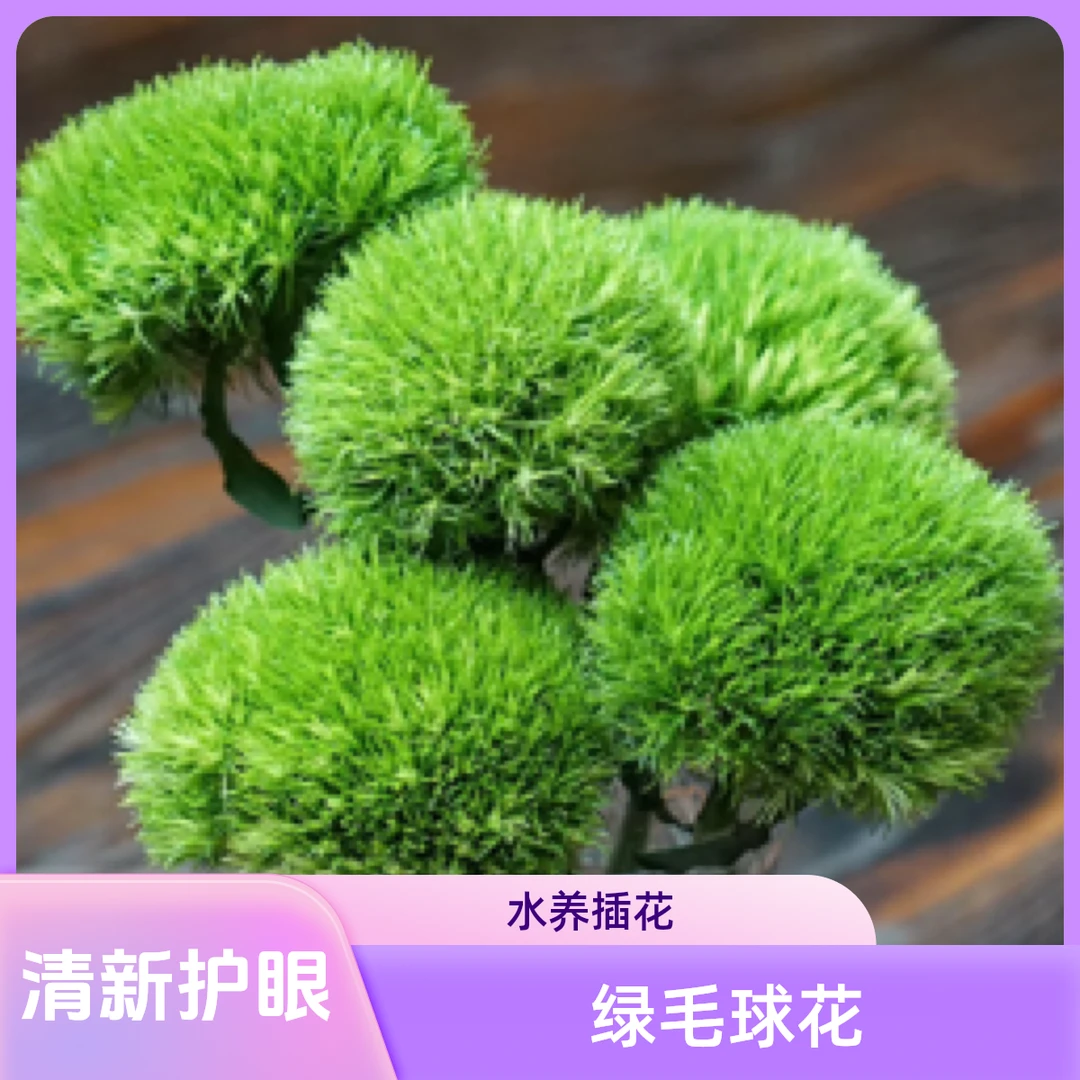【花千亿】-云南绿毛球水养插花小清新护眼鲜花直播间现场直播卖花