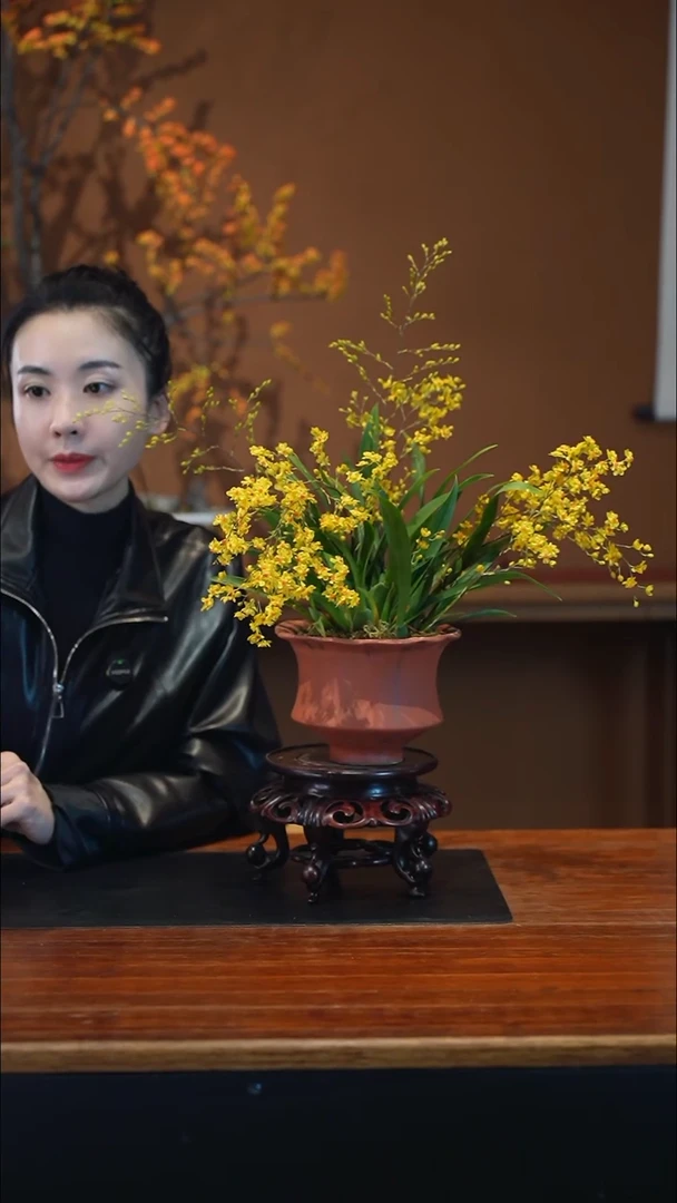 全部花朵黄金梦香盆景盆景盆景