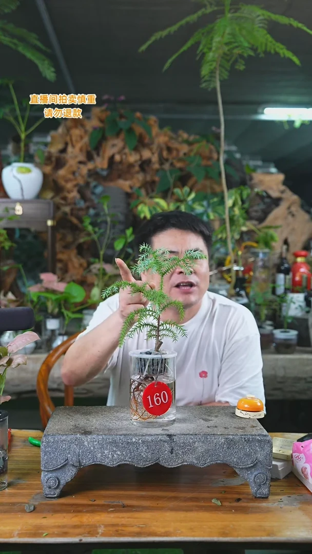 当前无花栽培后可以开花澳洲杉160T