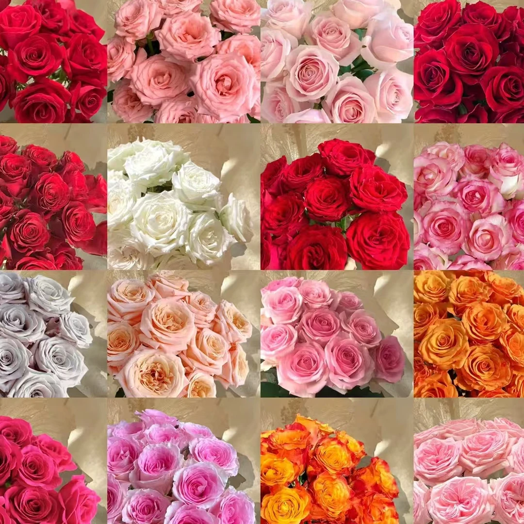 【云天化玫瑰】体验款40cm长随机鲜美玫瑰（洛神一把）