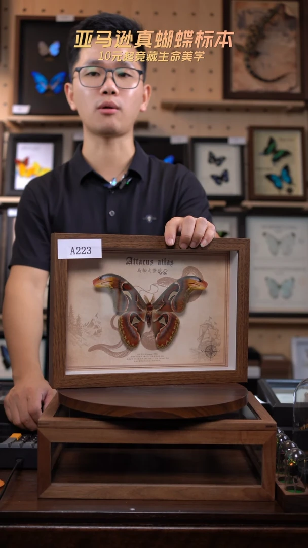 乌桕大蚕蛾标本A4框A223