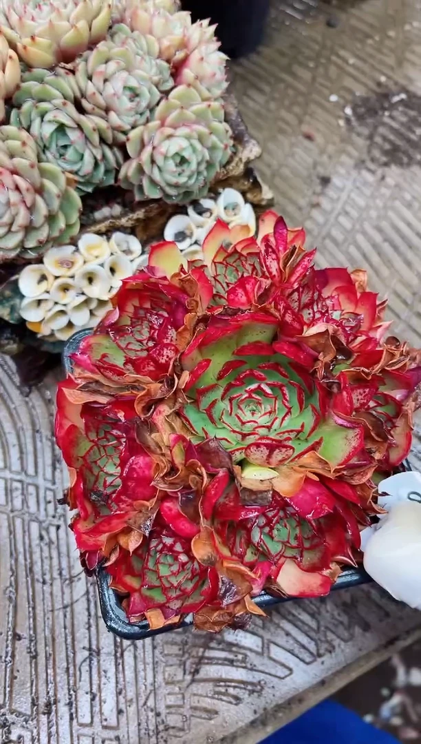 【闪购商品】07047