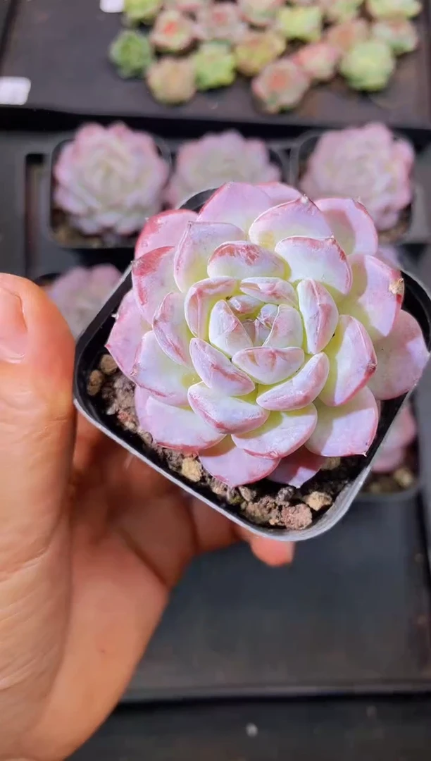 8410阿紫随机发一颗量拍