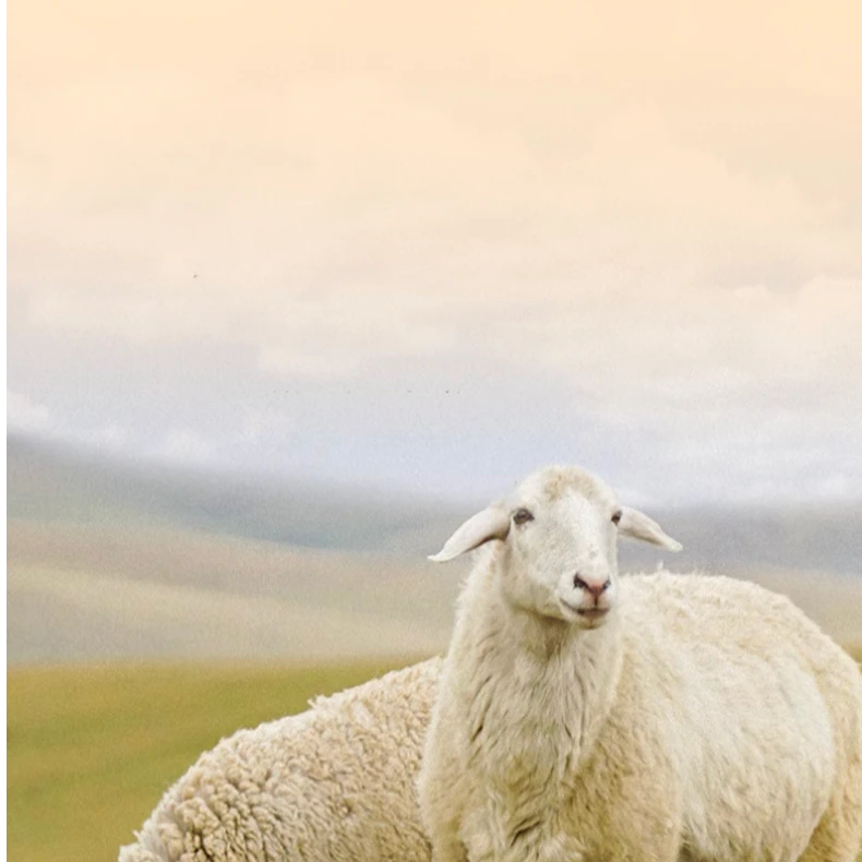 青海藏系羊羔肉礼盒装