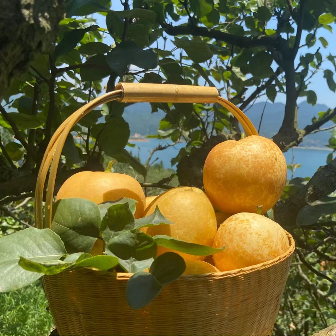 连州高山种植水晶梨口感细腻爽脆汁水多广东省内次日达