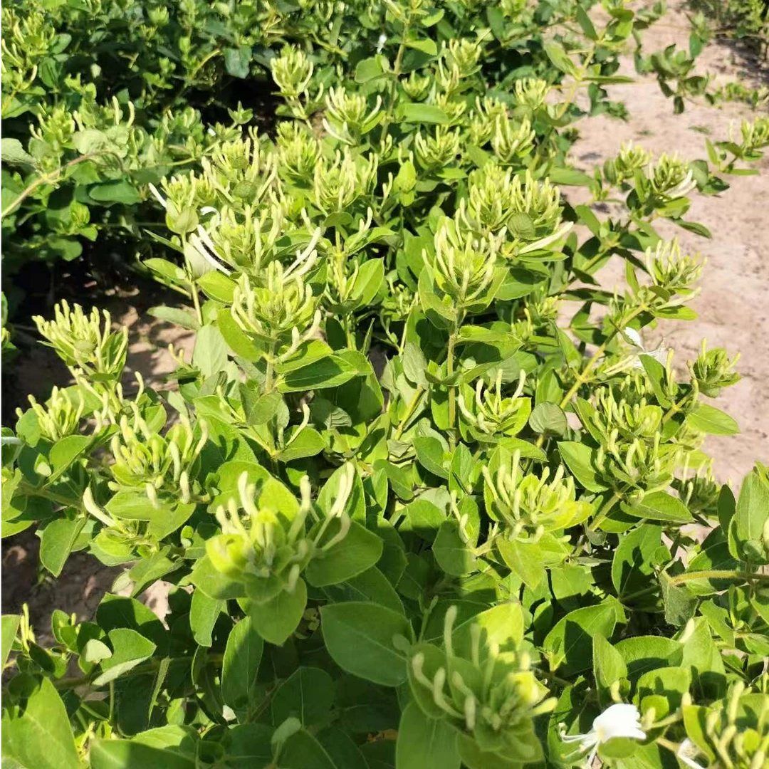 封丘金银花精品原产地无添加