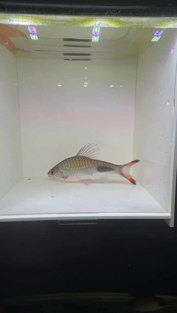 工具鱼紫红两点鲫