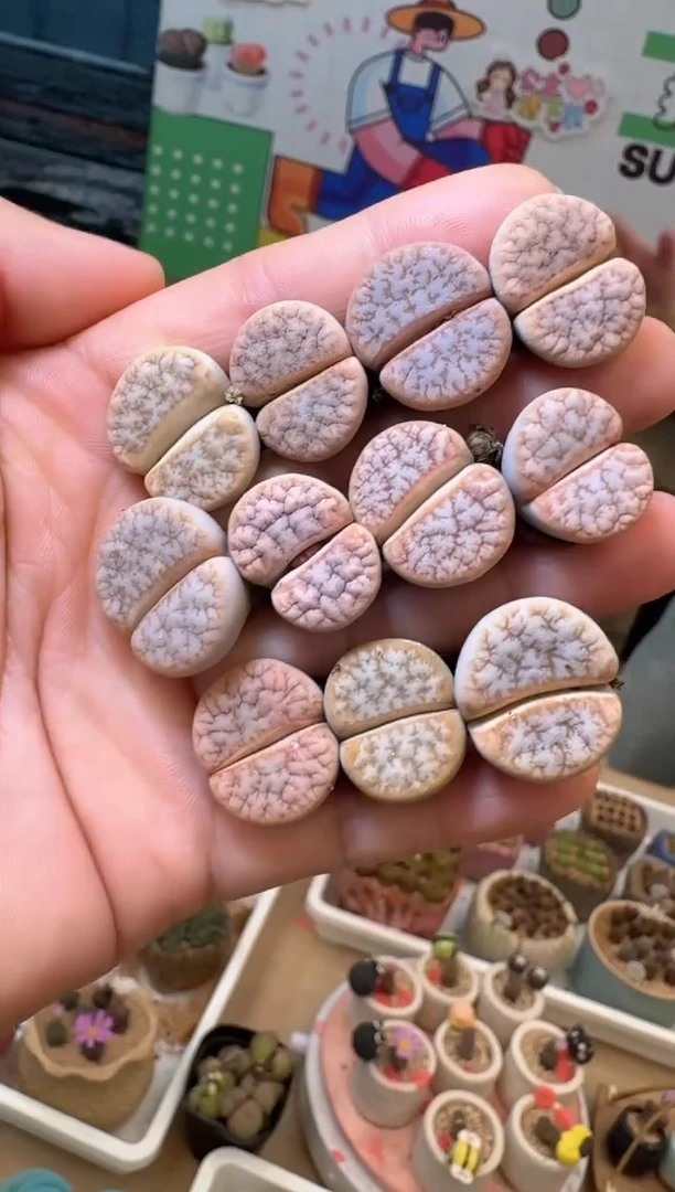 2-21多肉植物肉锥拿铁一颗