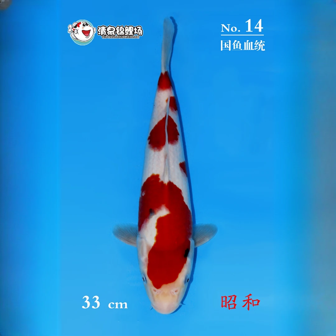 清泉锦鲤 第一次春季土塘寄养 国鱼血统 昭和 14号
