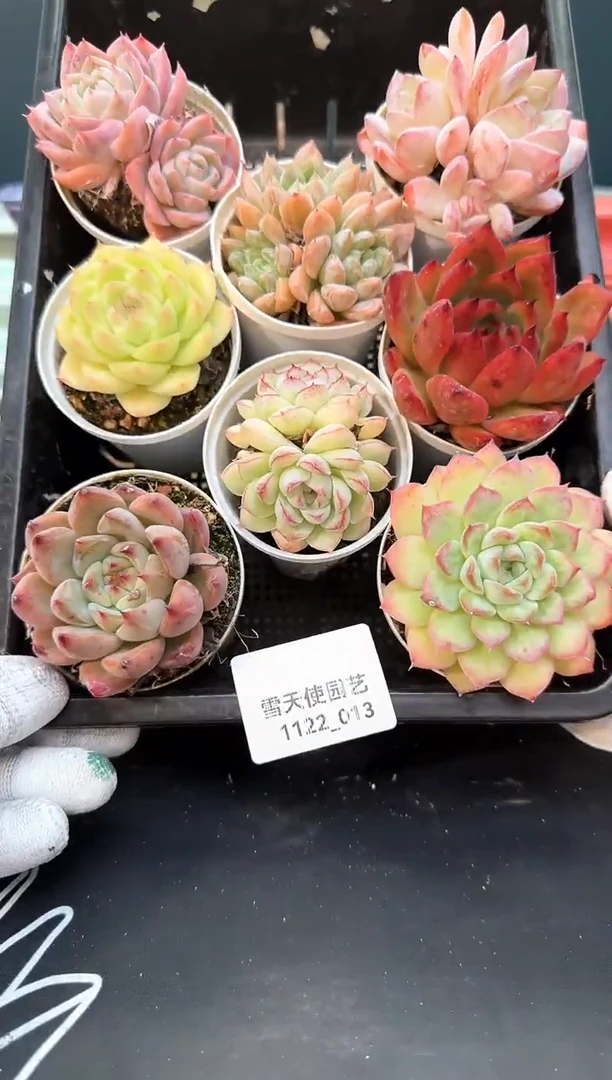 1122-013   多肉8颗
