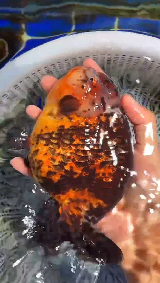 金鱼（运费自理，马印灯照射）福州追鱼兰寿金鱼
