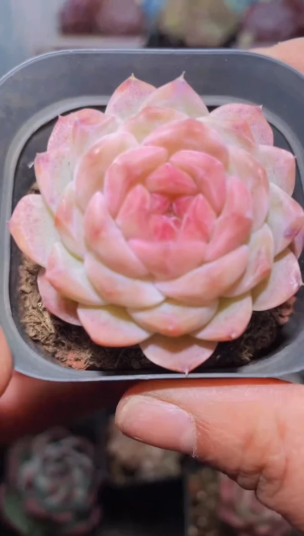 【闪购商品】230梦境多肉