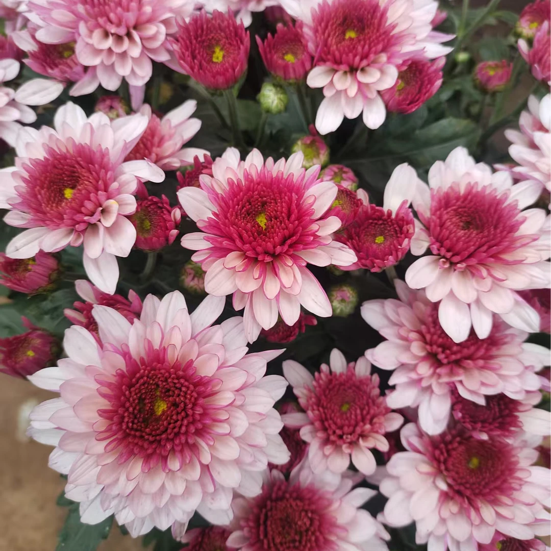 新品 乌梅水晶/荷兰菊 盆栽 花苗耐热耐寒花期长